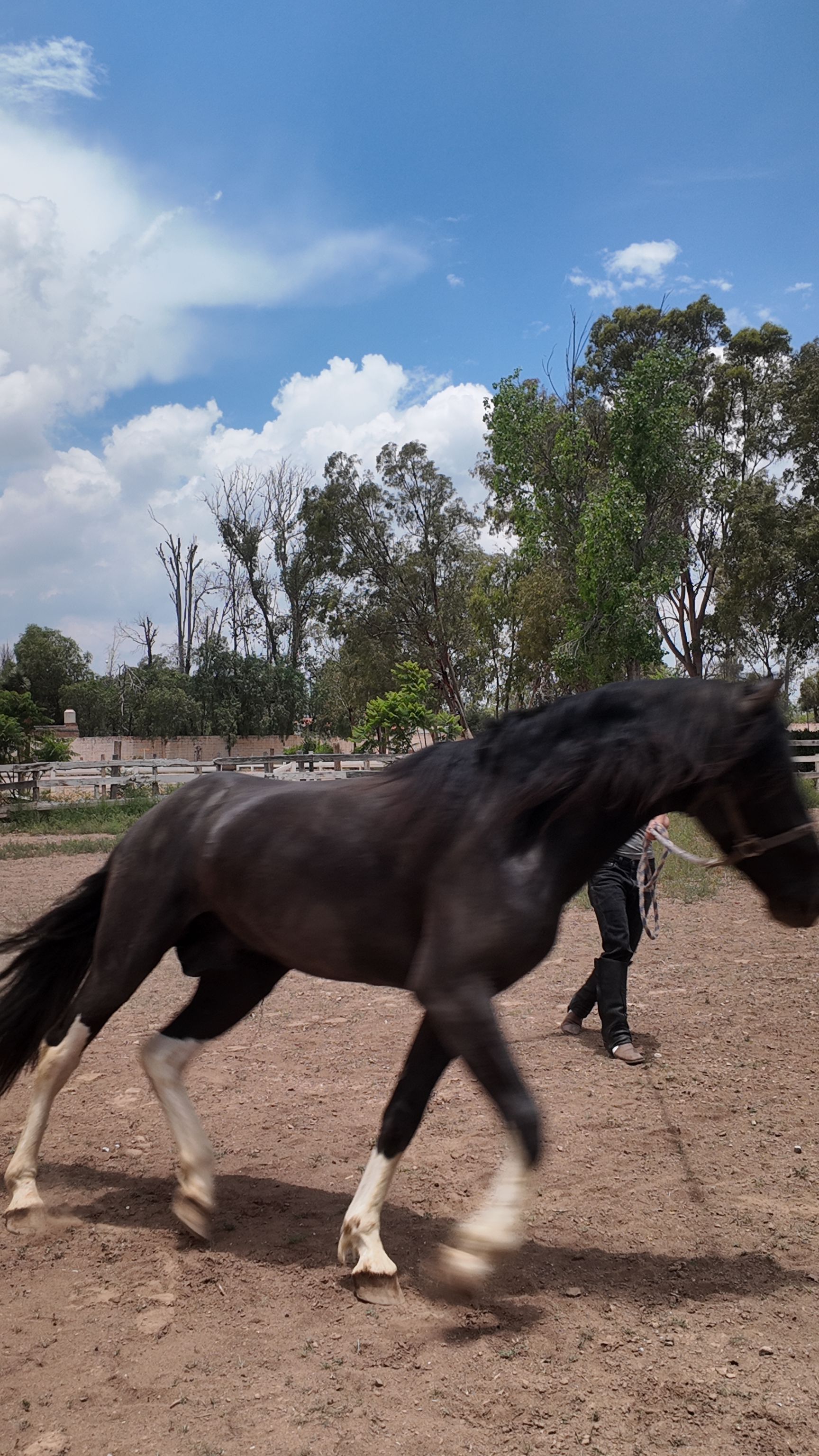 Galope