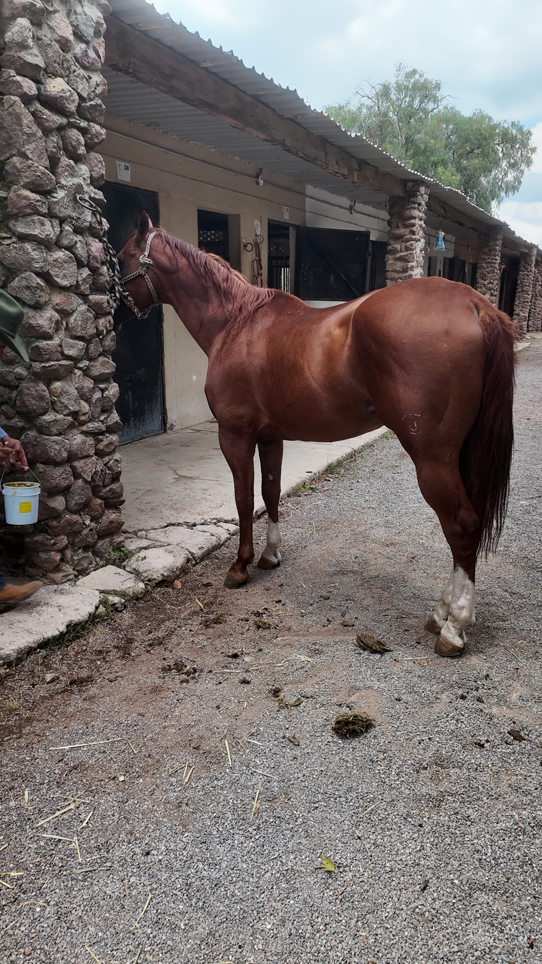Campo Ecuestre