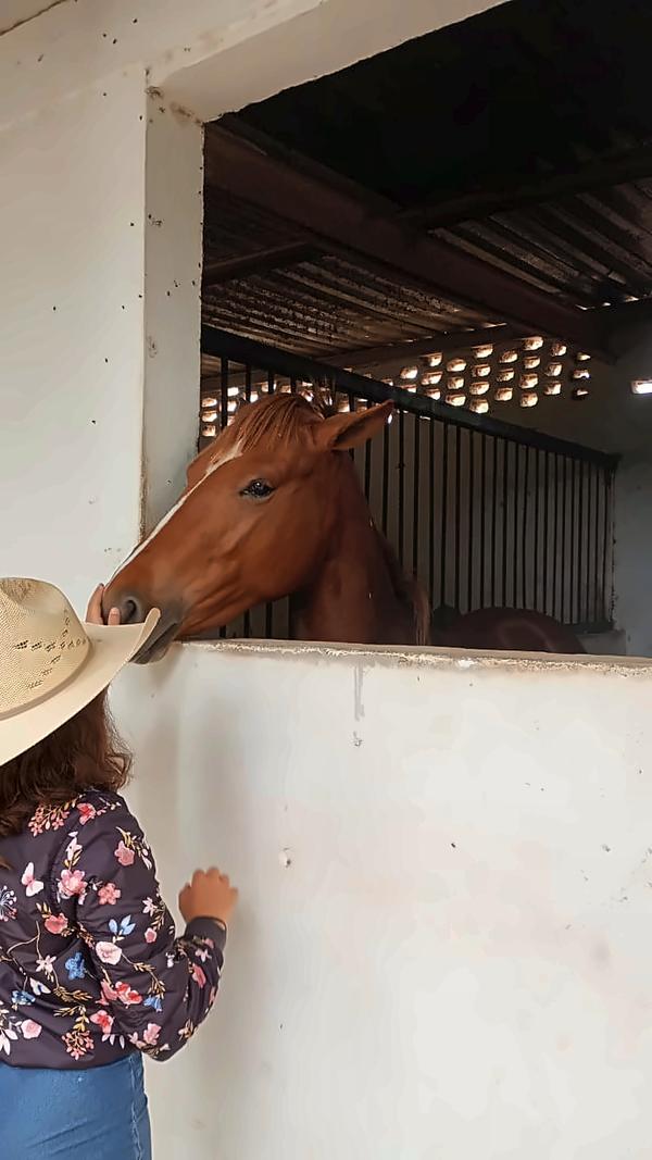 Mano sobre la cabeza del caballo en su caballeriza
