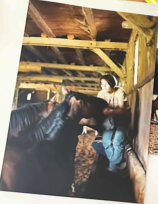 Caballos en un establo de madera, fotografía de archivo