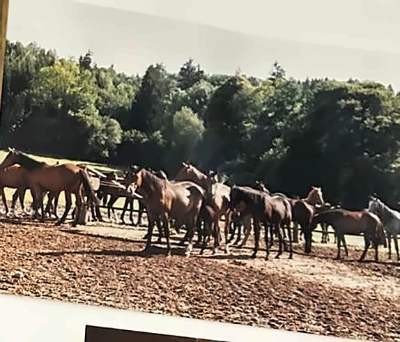 Manada de caballos jóvenes en Europa, fotografía de archivo