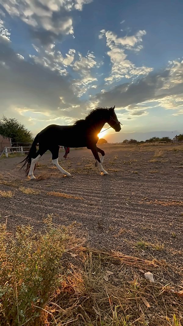 Caballo negro galopando en libertad al atardecer en Senda Cabal