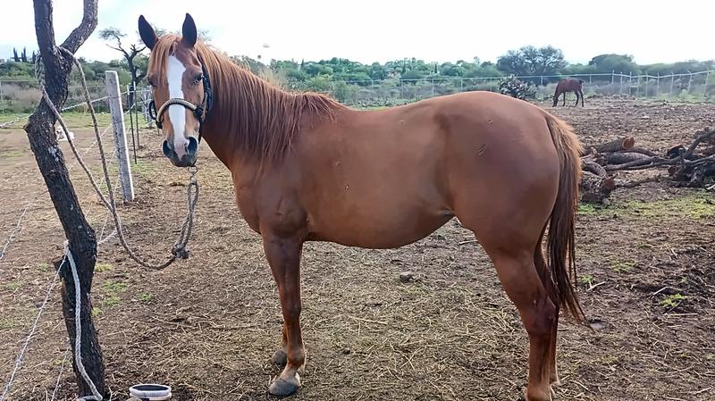 Caballo alazán en reposo