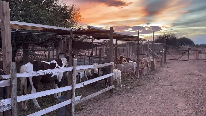 Corrales con ponis y borregos