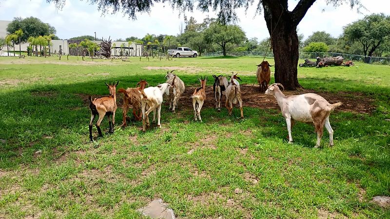 Chivos de la mini granja de Senda Cabal en el jardín
