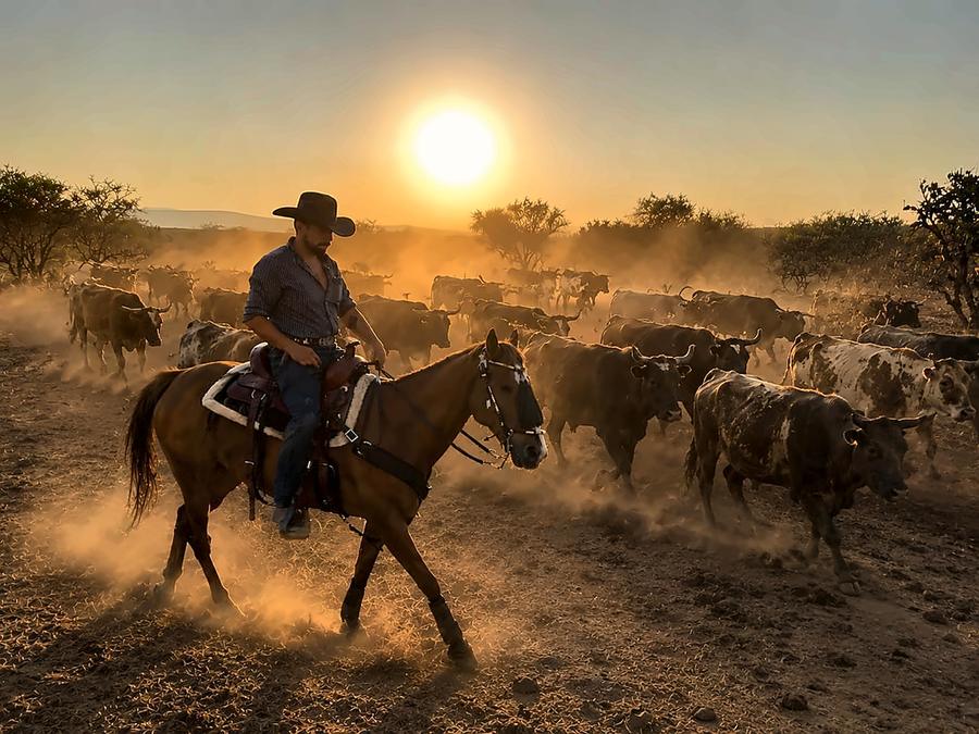 Vaquero de Senda Cabal arreando ganado al atardecer
