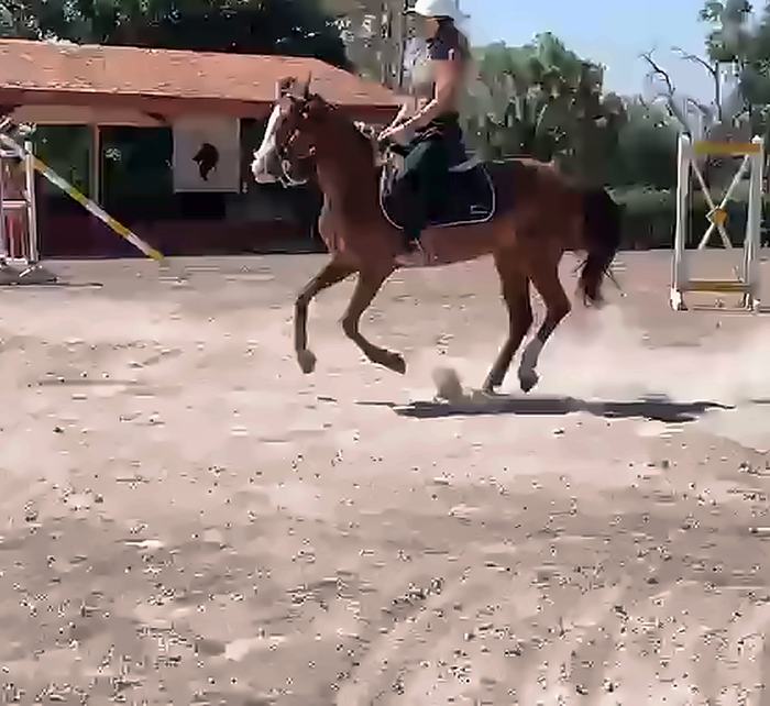 Galope en la pista de salto