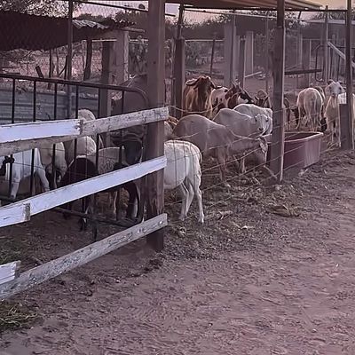 Borregos y chivos en los corrales de Senda Cabal