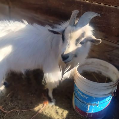 Chivo blanco de la mini granja