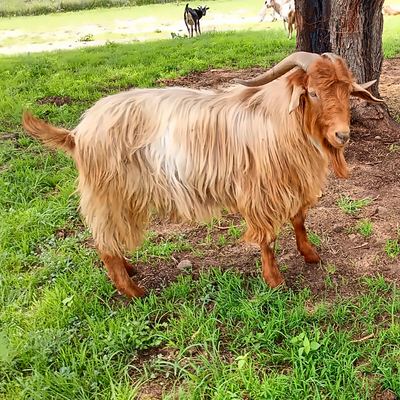 Chivo de pelo largo en la granja de Senda Cabal