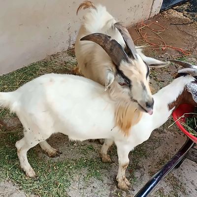 Dos chivos de la mini granja de Senda Cabal