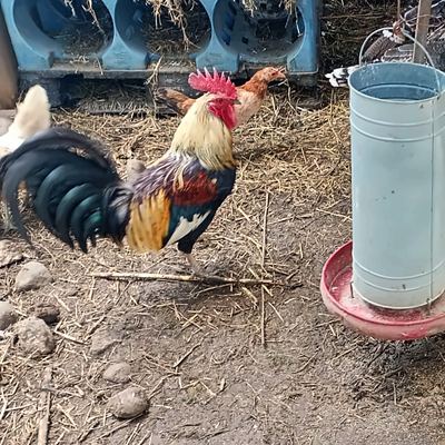 Gallo y gallinas de la granja