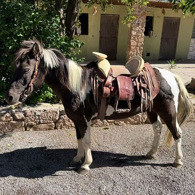 Poni pinto ensillado de Senda Cabal