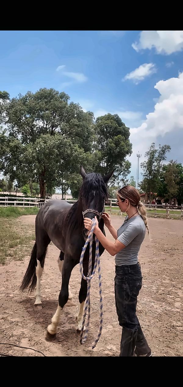 Manejo de un caballo negro con cabezada