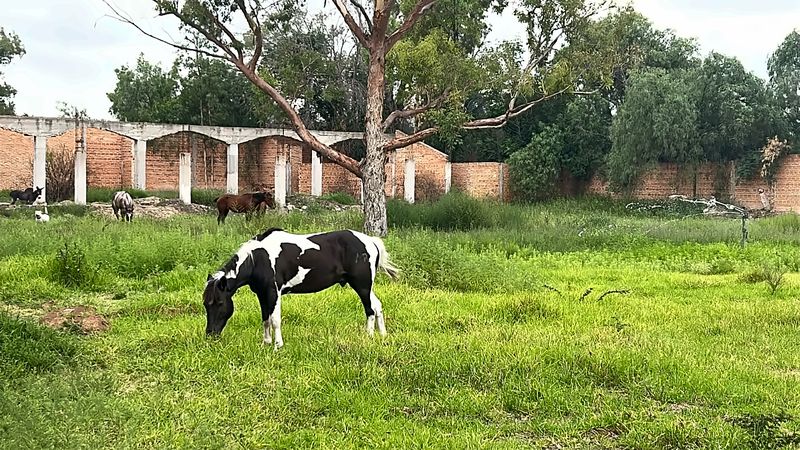 Poni pinto pastando en el potrero de Senda Cabal