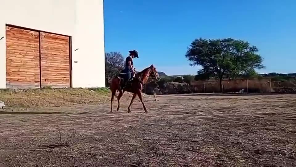 Jinete en el campo acompañado de sus perros