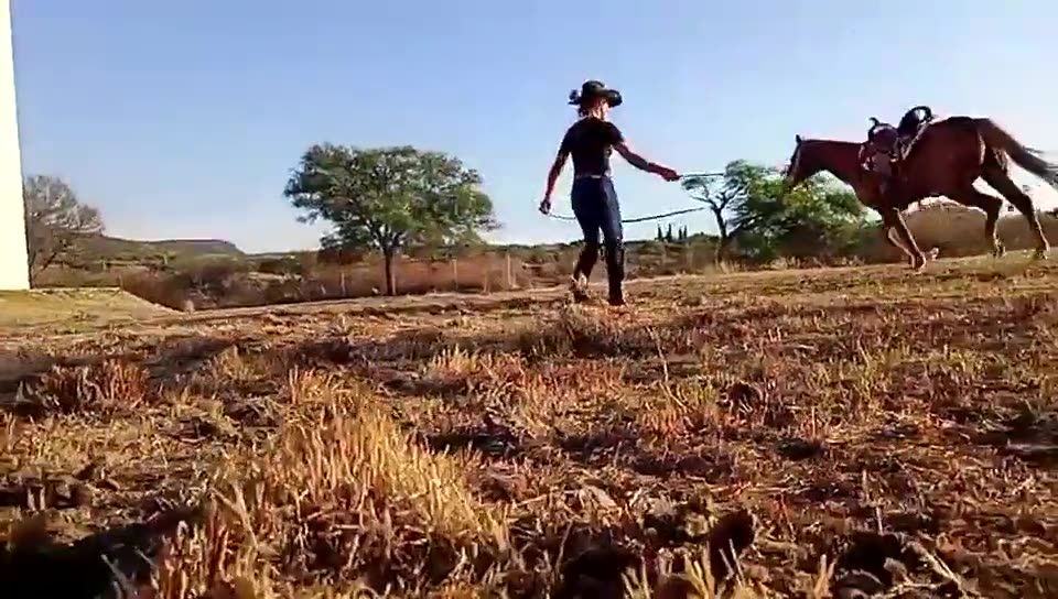 Trabajo pie a tierra con un caballo ensillado